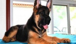 狼狗最新爆料网站下载视频,揭秘网站下载视频背后的秘密